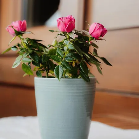 Spreitzhof - * Schladming