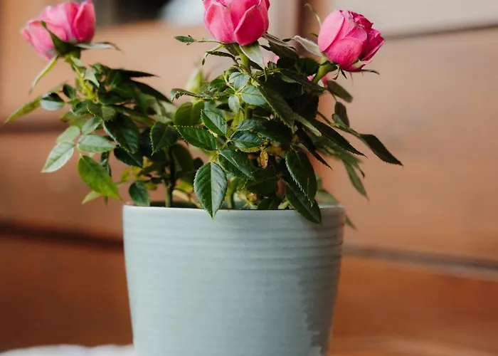 Spreitzhof - * Schladming